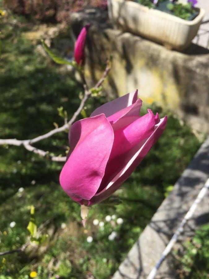 شقة سان جياكومو  في Magnolia Locazione Turistica المظهر الخارجي الصورة